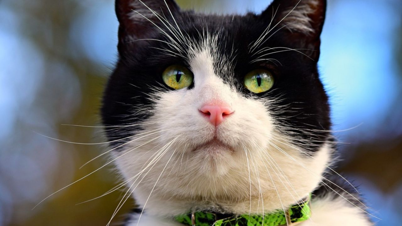 gatto bianco e nero con collare verde 