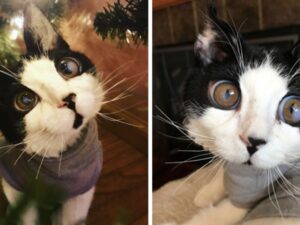 gatto con occhi giganti