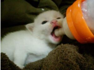 gatto bianco beve latte