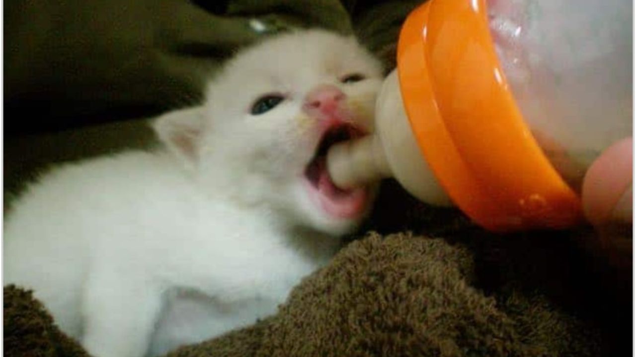 gatto bianco che beve il latte 