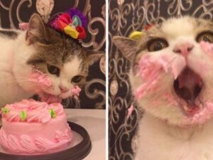 Un gattino si lecca i baffi mentre mangia la sua torta di compleanno: è adorabile!