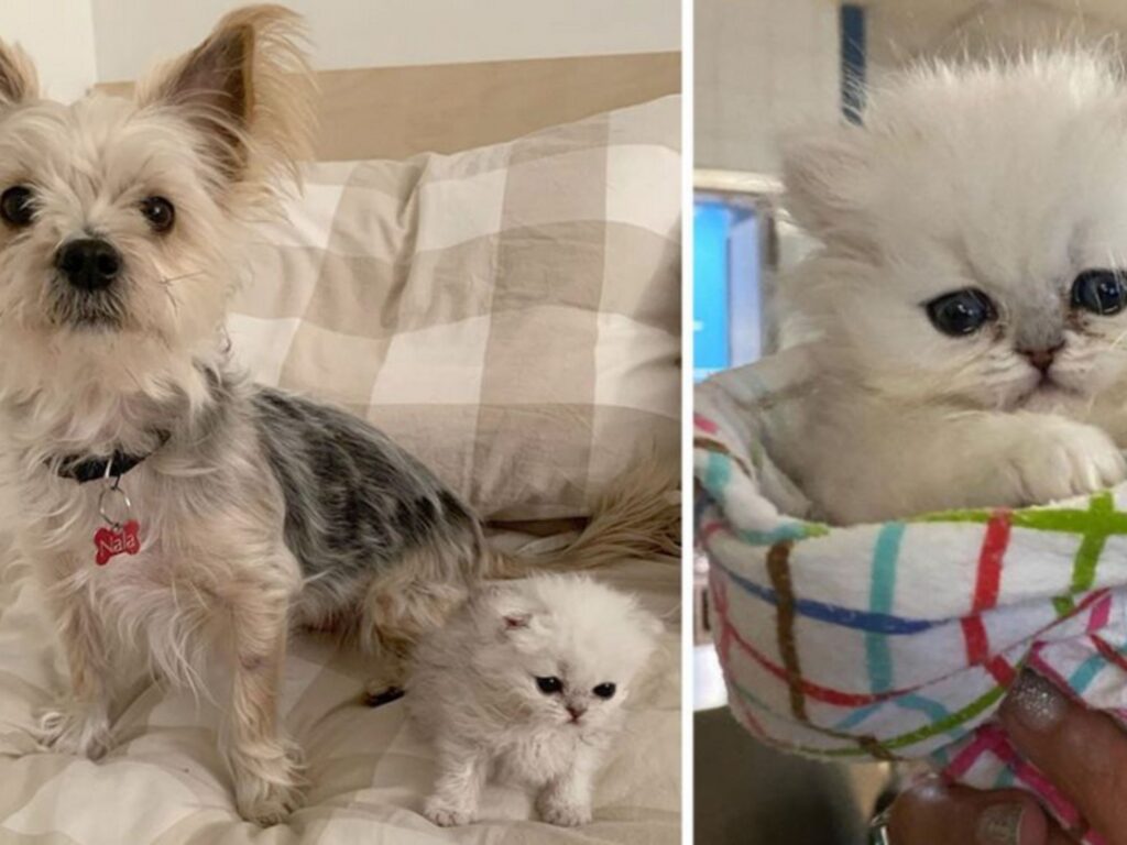 gatto bianco con cane marroncino