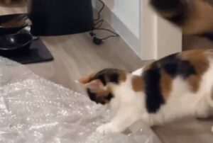 Questa gattina è proprio come tutti noi. ama la carta da imballaggio con le bolle (VIDEO)