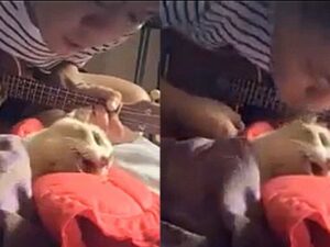 L’uomo canta una straziante canzone al suo gatto prima che muoia, accompagnandolo fino all’ultimo respiro