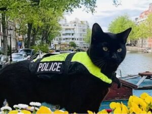 Nimis, il gatto poliziotto che ha conquistato il web