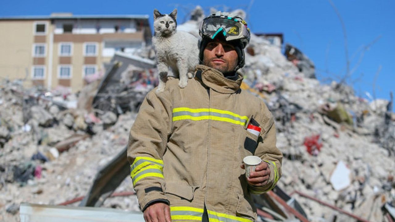 gatto con vigile del fuoco