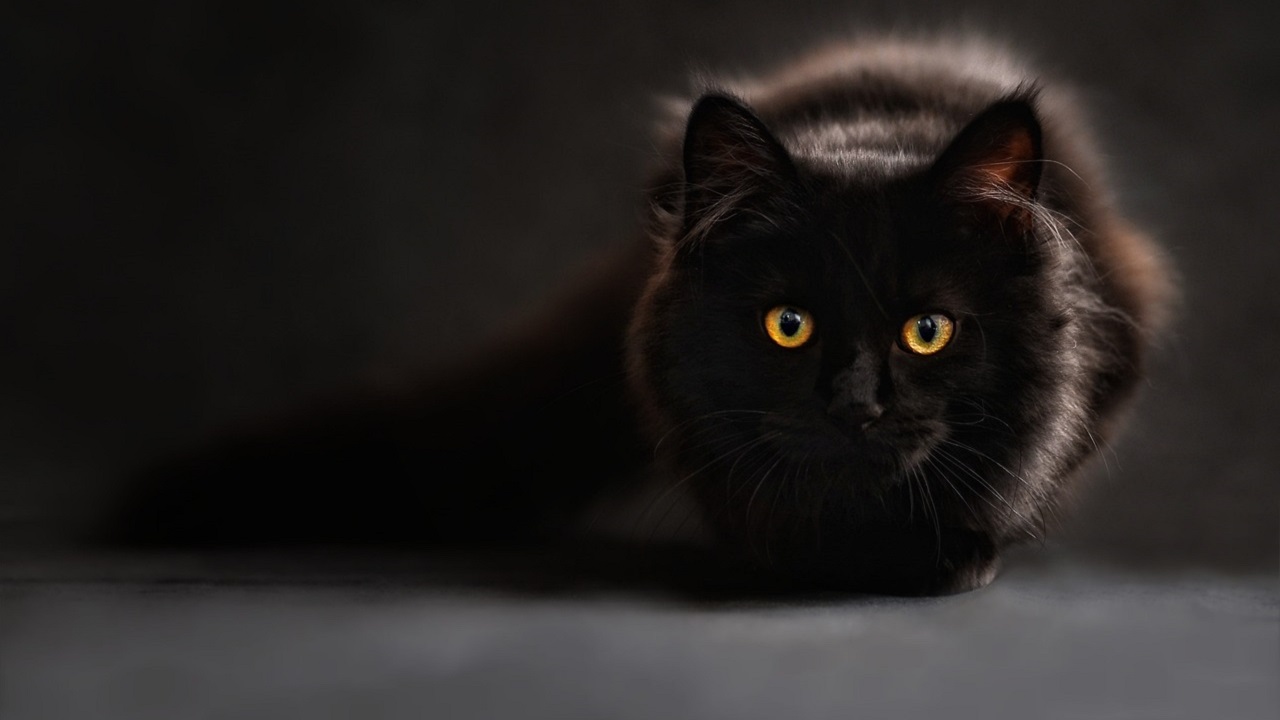 Gatto nero seduto per terra