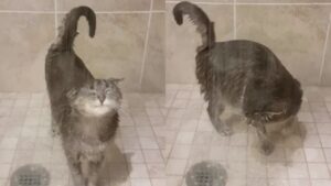 Il gattino mostra al mondo che anche i felini amano farsi la doccia e il filmato lascia gli utenti a bocca aperta (VIDEO)