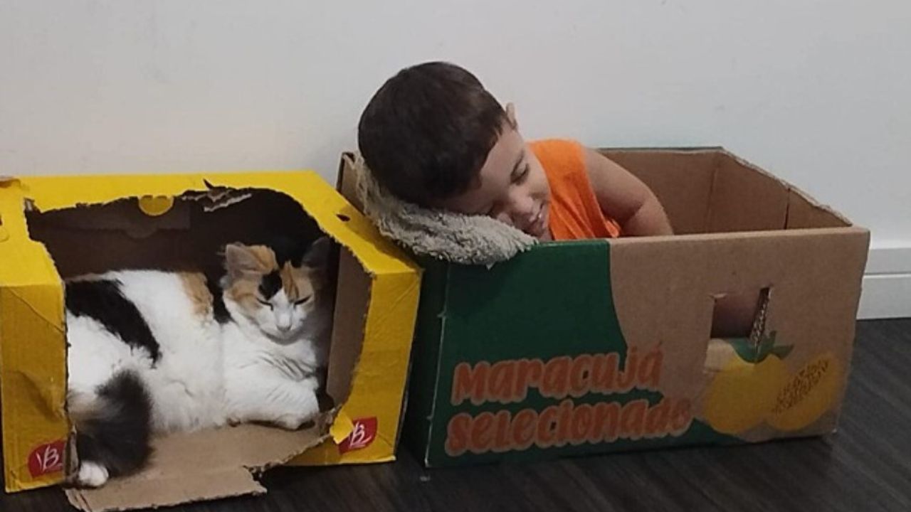 gatto dorme in una scatola gialla 