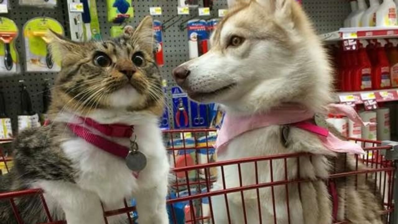 cane e gatto carrello supermercato