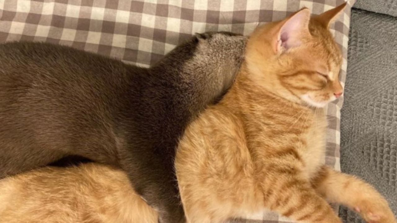 gatto e lontra sul divano grigio
