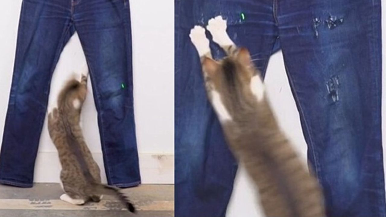gatto che salta sui pantaloni