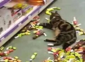 Sembrava si fosse smarrito, ma in realtà questo gatto era andato a “farsi” di erba gatta al negozio