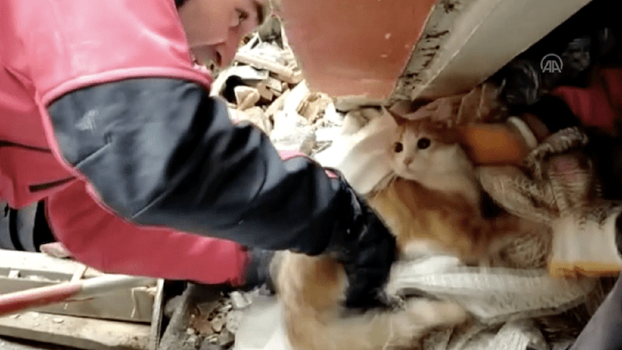 Soccorritore con il gatto bianco e miele