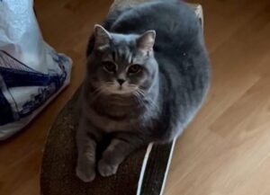 Il gatto grigio non ha nessuna intenzione di giocare con il suo padrone (VIDEO)