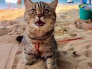 gatto sulla sabbia