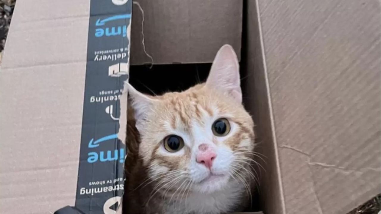gatto arancione dentro la scatola 