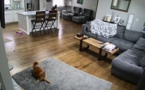 Il gatto iperattivo corre in tutta la casa mentre il fratello lo scruta con disprezzo (VIDEO)