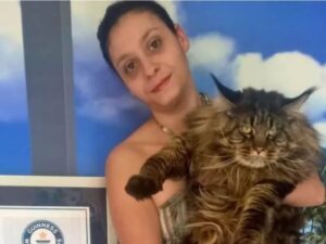 Barivel, secondo il Guinness World Record è il gatto più lungo del Mondo