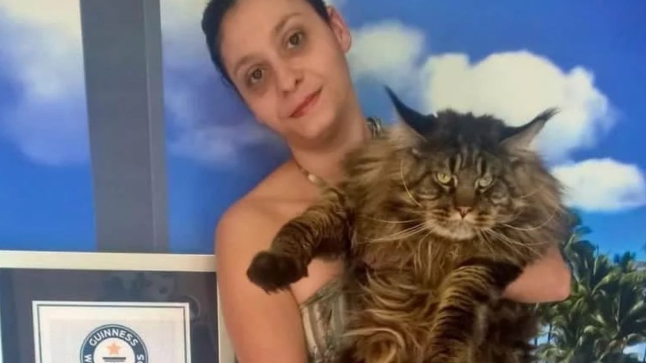 GATTO MARRONE IN BRACCIO A UNA DONNA 