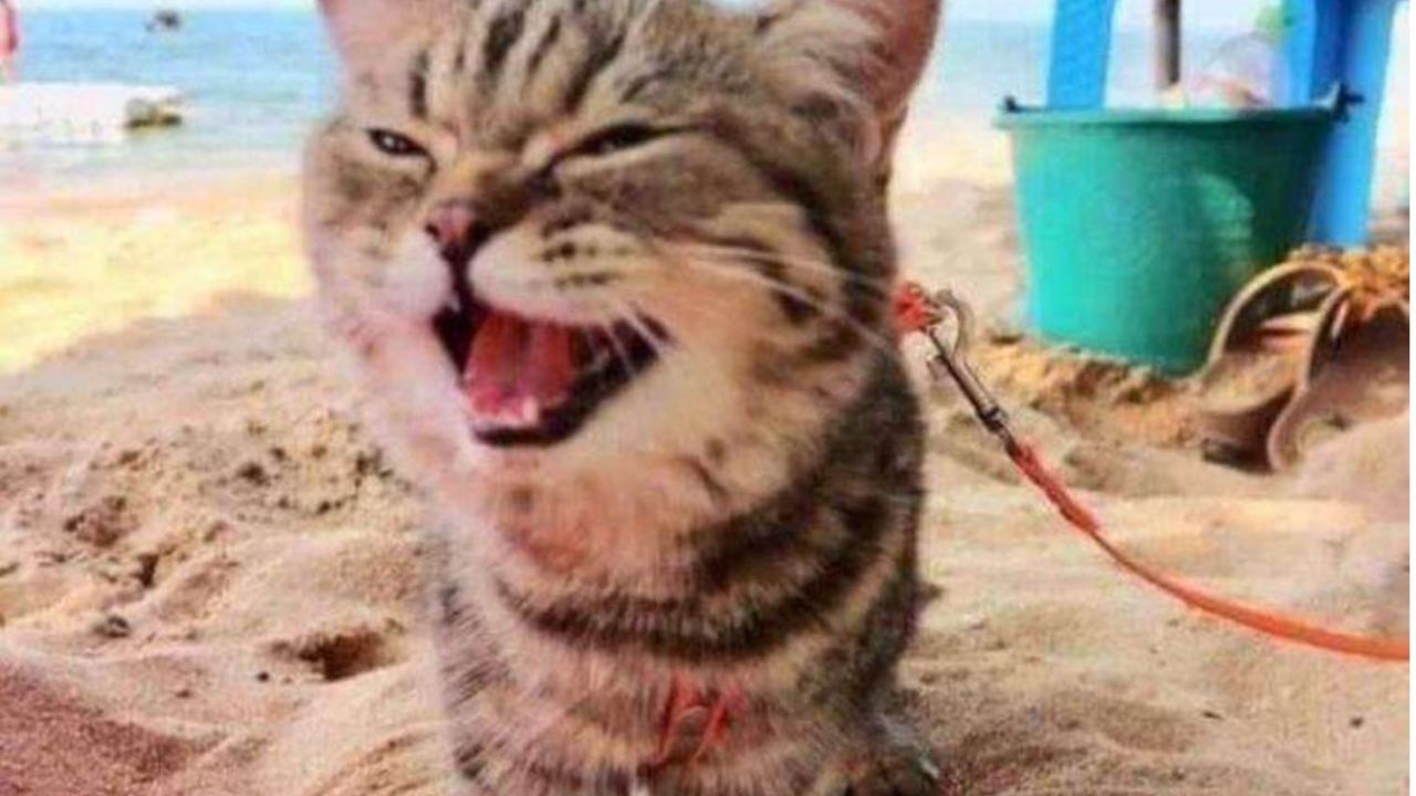 gatto sulla spiaggia