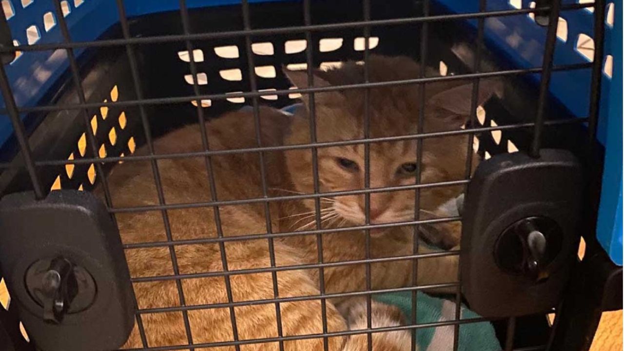 gatto arancione nel trasportino