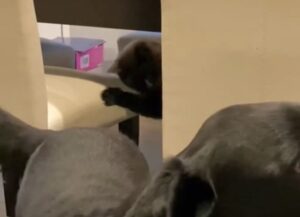 Il gatto nero “gioca” con la coda del cagnolone che è totalmente ignaro di ciò (VIDEO)