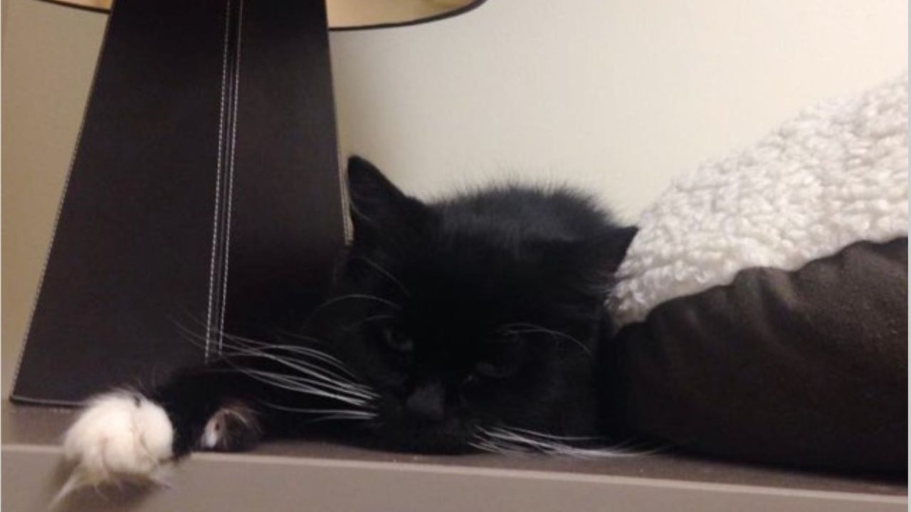 gatto nero e bianco sdraiato