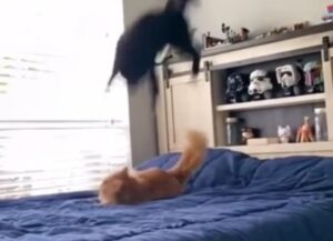 Il gatto nero colpisce il fratello con una mossa in stile wrestling (VIDEO)