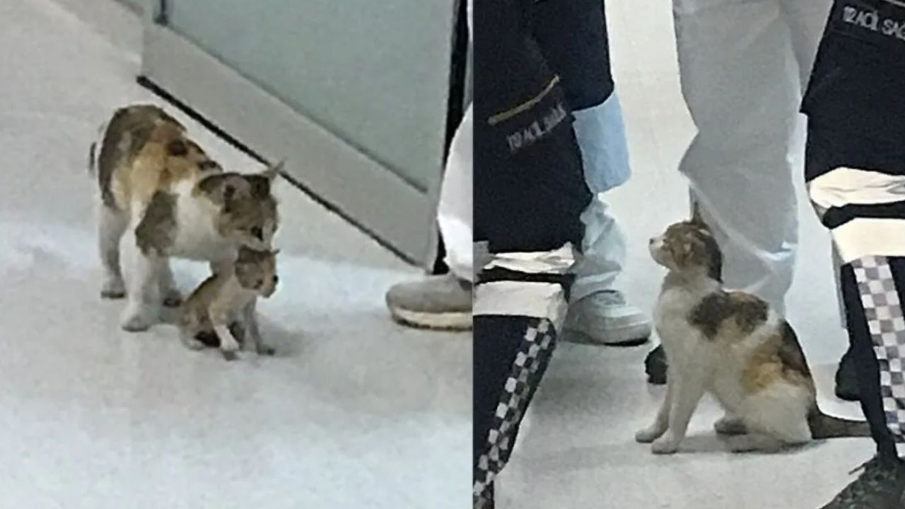gatto in ospedale