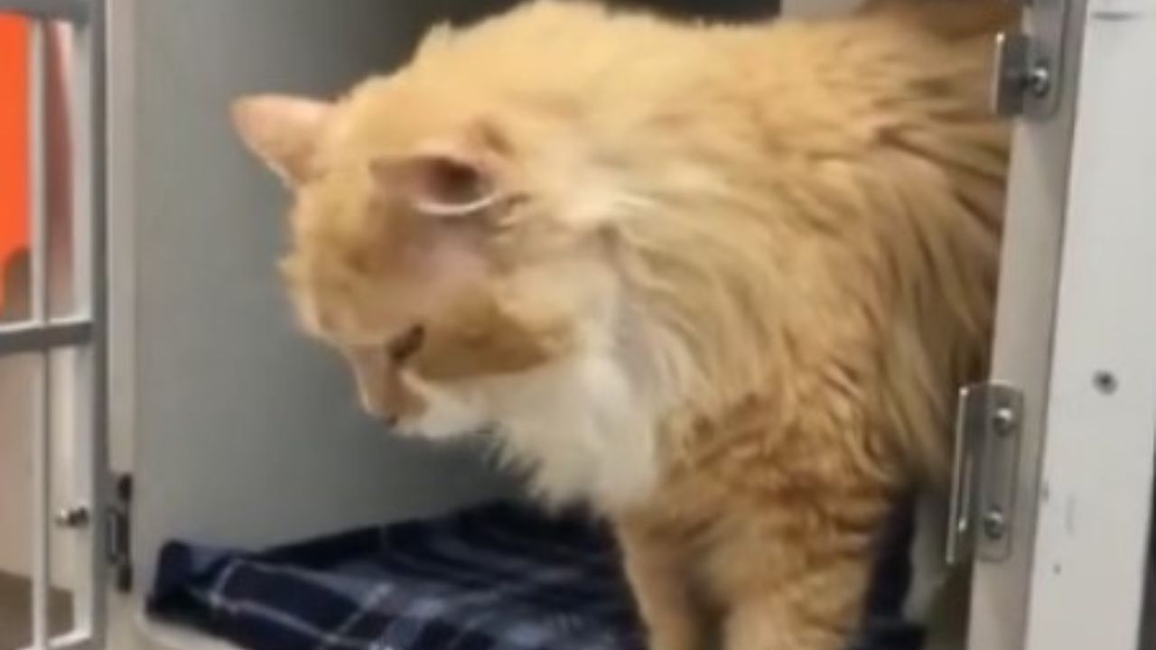 gatto in gabbia