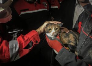 Gatto salvato da un cane di soccorso a Smirne dopo il terremoto