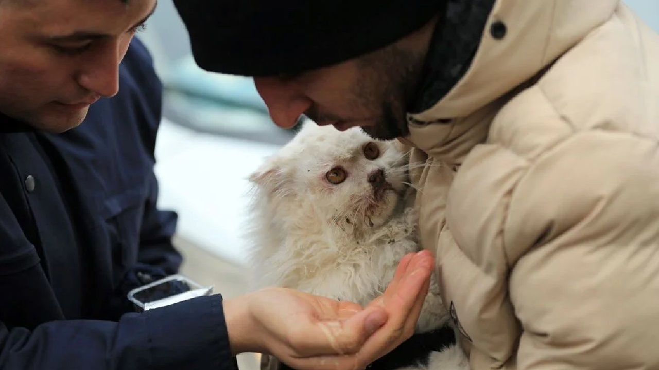 Gatto bianco uscito dalle macerie