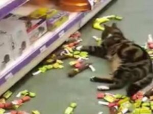 Il padrone cerca disperatamente il suo gatto e scopre che è andato a rapinare un negozio