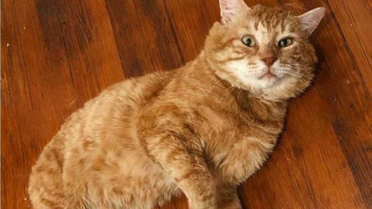 gatto arancione sdraiato 