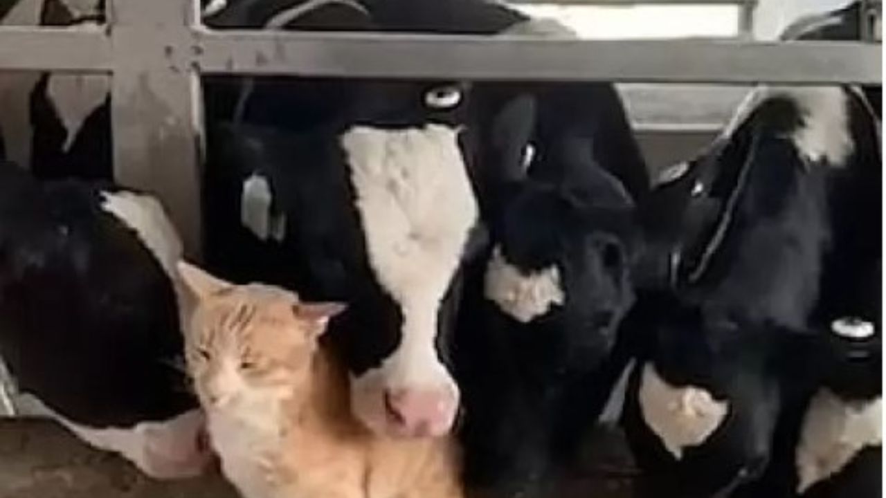 mucche e gatto arancione