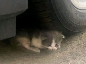 gatto accucciato sotto la macchina