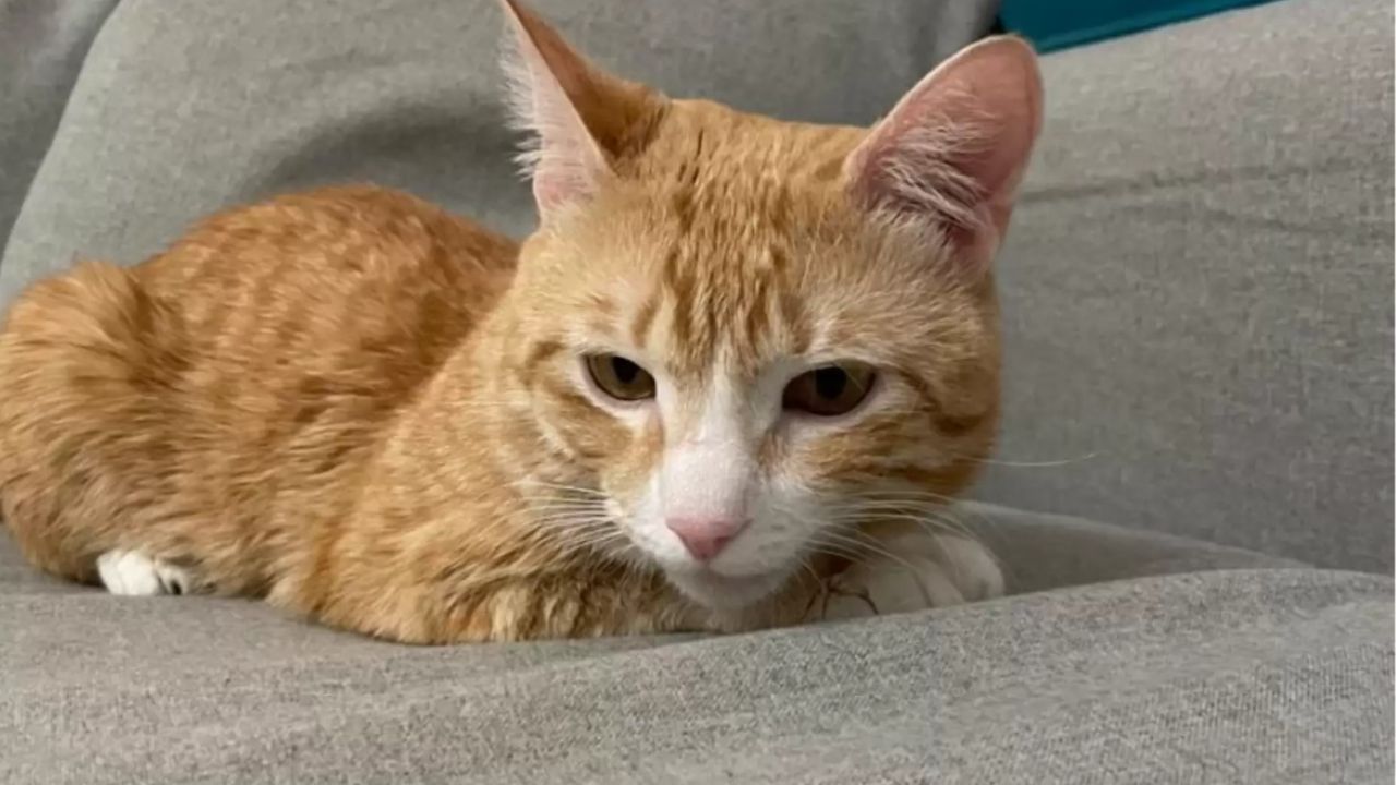 gatto arancione sdraiato sul divano