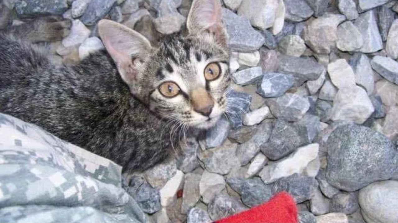 gatto grigio sopra le rocce 