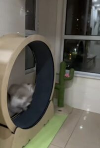 Questo gattone prova la sua nuova ruota per gatti, ma qualcosa va storto (VIDEO)