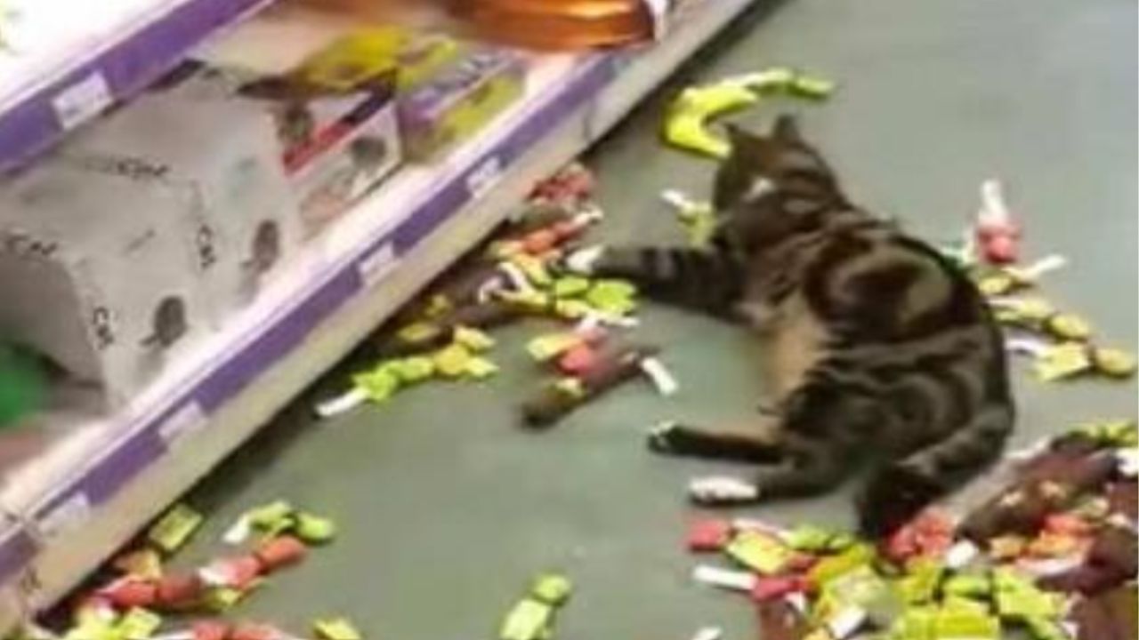 gatto che gioca sul pavimento