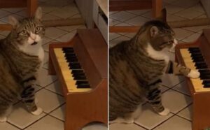 Chiamatelo Miaozart: questo gatto ha un piccolo pianoforte che suona quando è affamato
