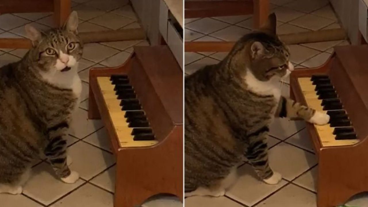 gatto pianista