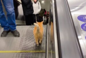 gatto su tapis roulant alternativo