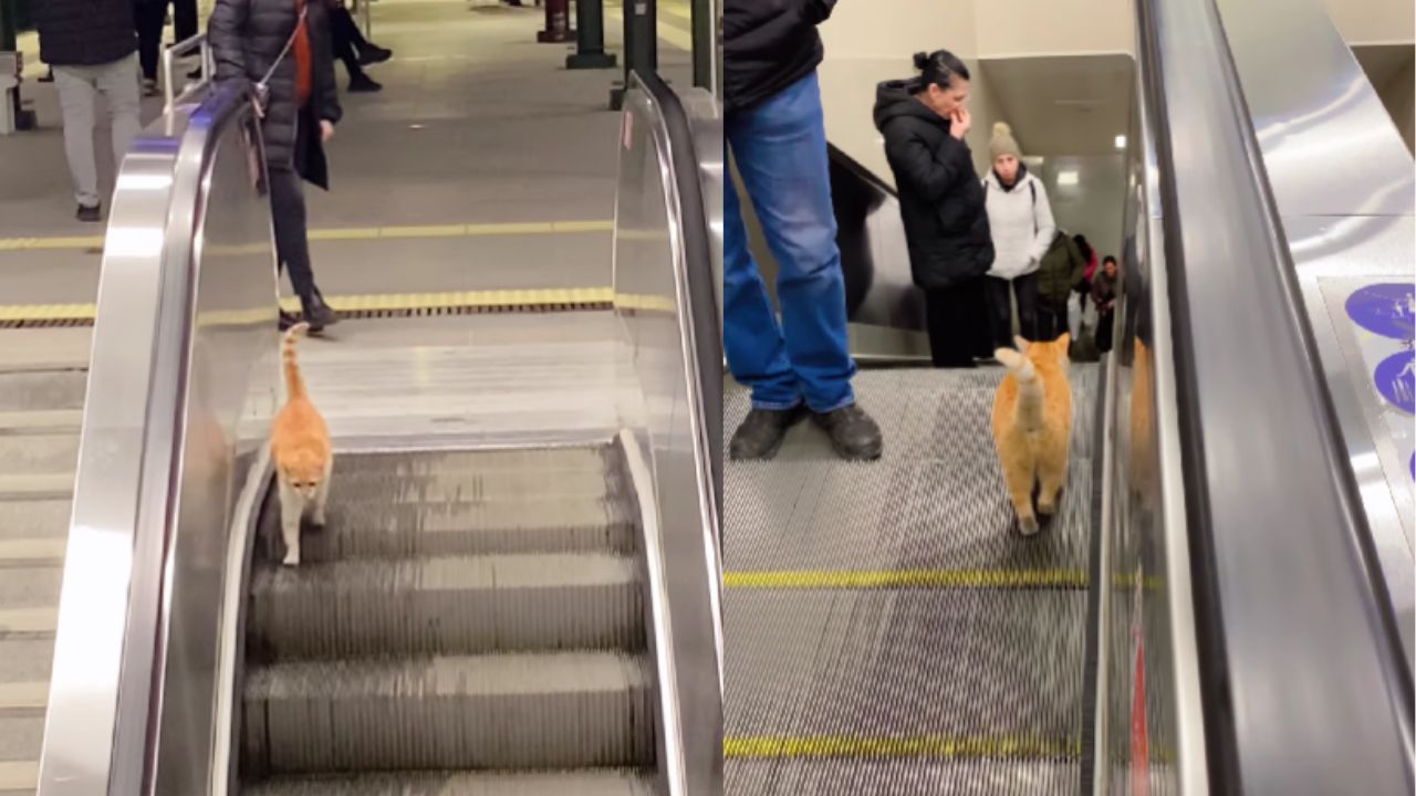 gatto su tapis roulant alternativo