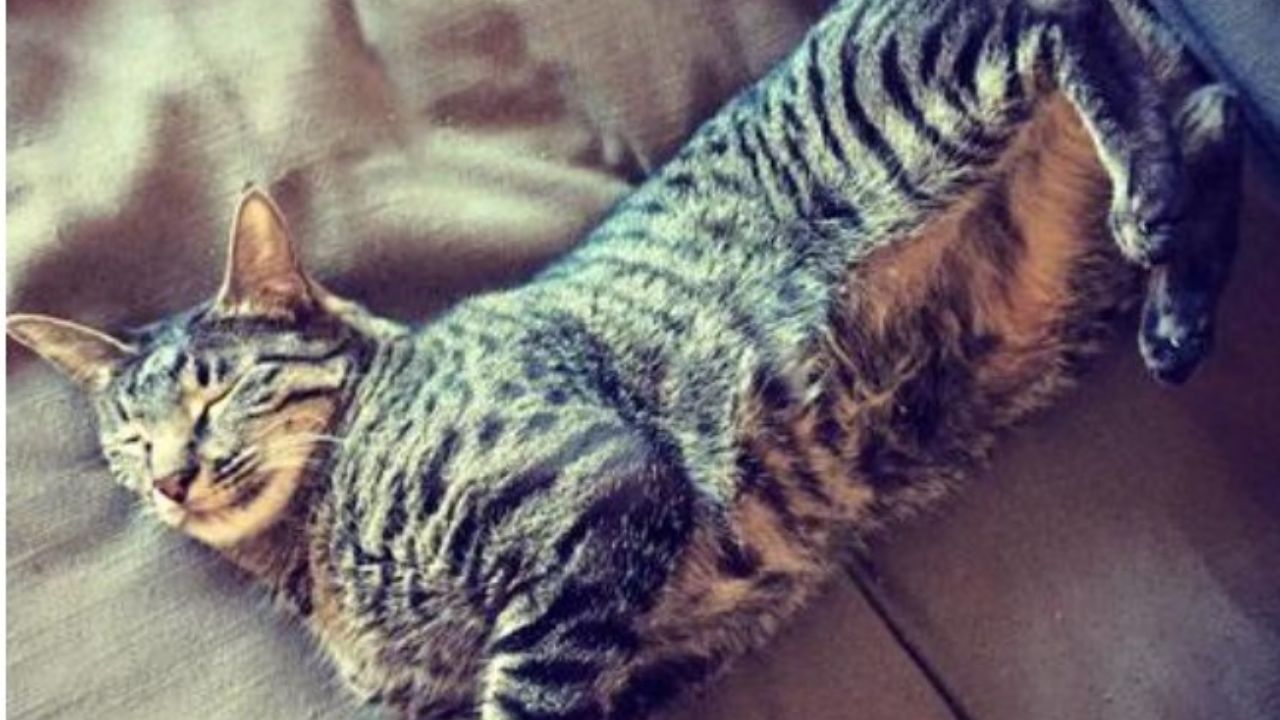 gatto tigrato sul divano
