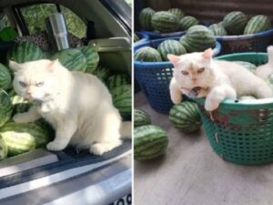 gatto in mezzo alla frutta