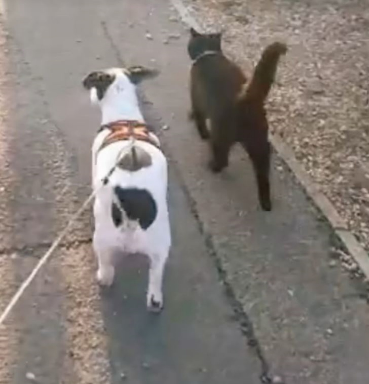 Un gatto e un cane fanno una passeggiata