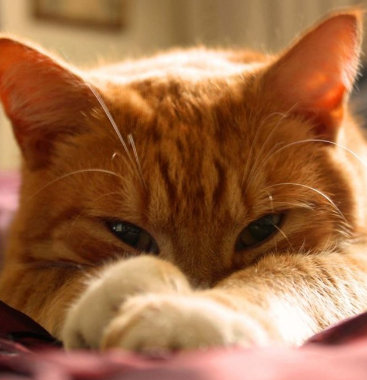 un gatto arancione sul letto