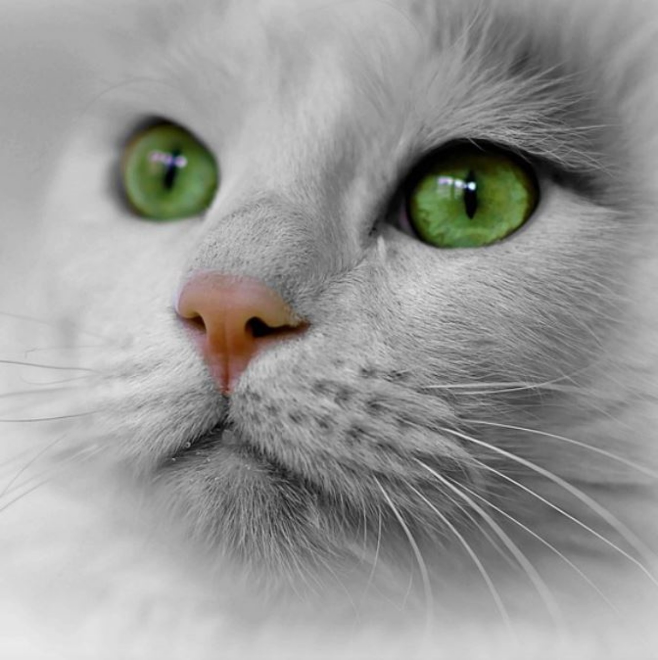 Un gattino dal pelo bianco e gli occhi verdi